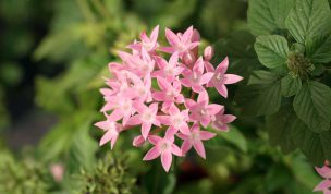 Hintergrundbild Rosa Blume in einer Nahaufnahme