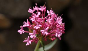 Hintergrundbild Rosa Blüte