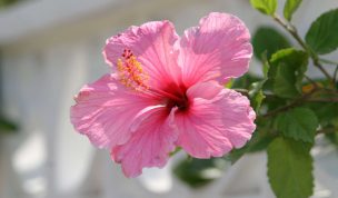 Hintergrundbild Rosa Hibiskus