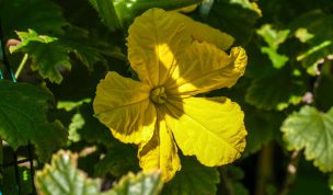 Hintergrundbild Gelbe Kürbisblüte