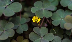 Hintergrundbild Gelbe Kleeblüte