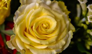 Hintergrundbild Nahaufnahme gelbe Rose