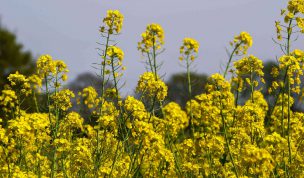 Hintergrundbild Mitten im Raps