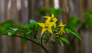 Hintergrundbild Tomatenblüte