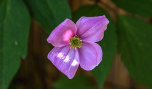 Hintergrundbild Rosa Clematis Nahaufnahme