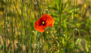Hintergrundbild Rote Klatschmohn Blüte