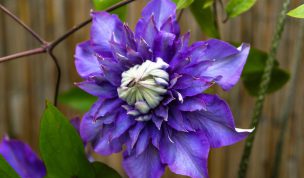 Hintergrundbild Schöne violette Clematis