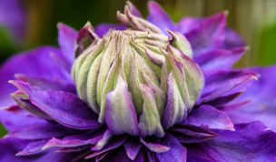 Hintergrundbild Blüte einer violetten Clematis