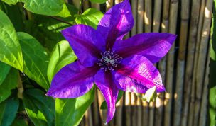 Hintergrundbild Clematis in der Morgensonne