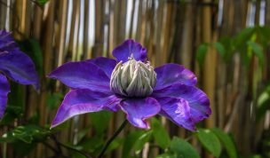 Hintergrundbild Clematis in voller Blüte