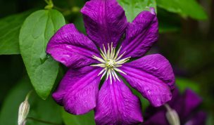 Hintergrundbild Lila Clematis Nahaufnahme