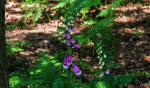 Hintergrundbild Roter Fingerhut am Waldrand