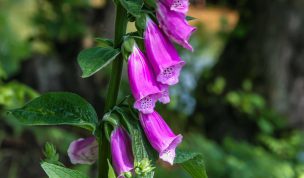 Hintergrundbild Nahaufnahme roter Fingerhut