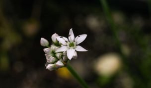 Hintergrundbild Schnittknoblauch Blüte von ganz nah