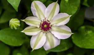 Hintergrundbild Weiß Grüne Clematis