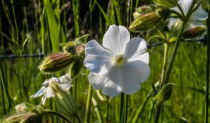 Hintergrundbild Nahaufnahme Weiße Feldblume