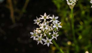 Hintergrundbild Schnittknoblauch in voller Blüte