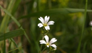 Hintergrundbild Kleine weiße Blüten