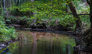 Hintergrundbild Bach unter Buchen