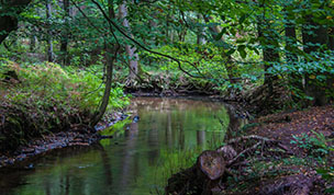 Hintergrundbild Hammbach im Herbst