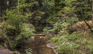 Hintergrundbild Hammbach im Wald