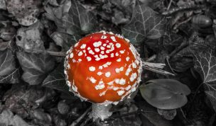 Hintergrundbild Fliegenpilz