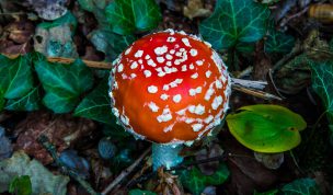 Hintergrundbild Der Fliegenpilz