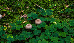 Hintergrundbild Kleine Pilze im Klee