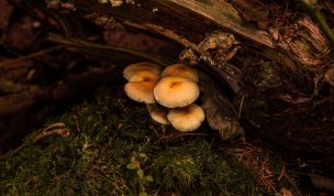 Hintergrundbild Rauchblättriger Schwefelkopf