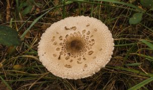 Hintergrundbild Riesenschirmpilz